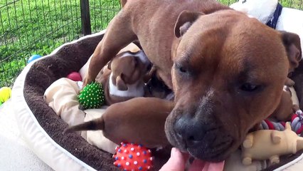 59ème Vidéo Maman Joya et ses petits pétards de STAFFORDLAND