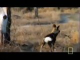 Predators at War Part 2/2 (Nature Documentary)