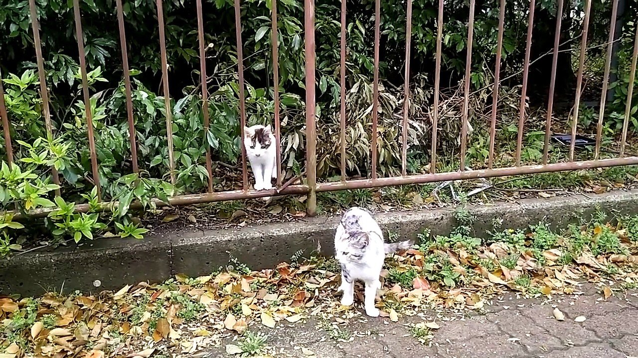 公園の野良猫をナデナデしていたらそれを見ていた子猫が真似してナデナデを開始