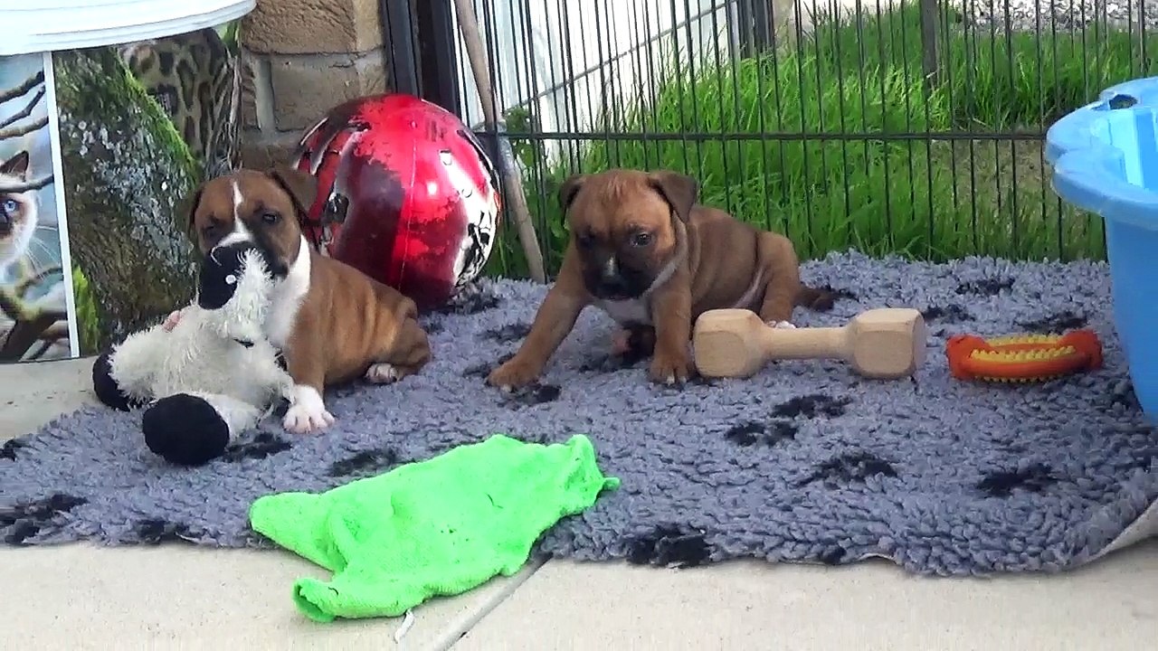 60ème Vidéo La récré staffy de STAFFORDLAND