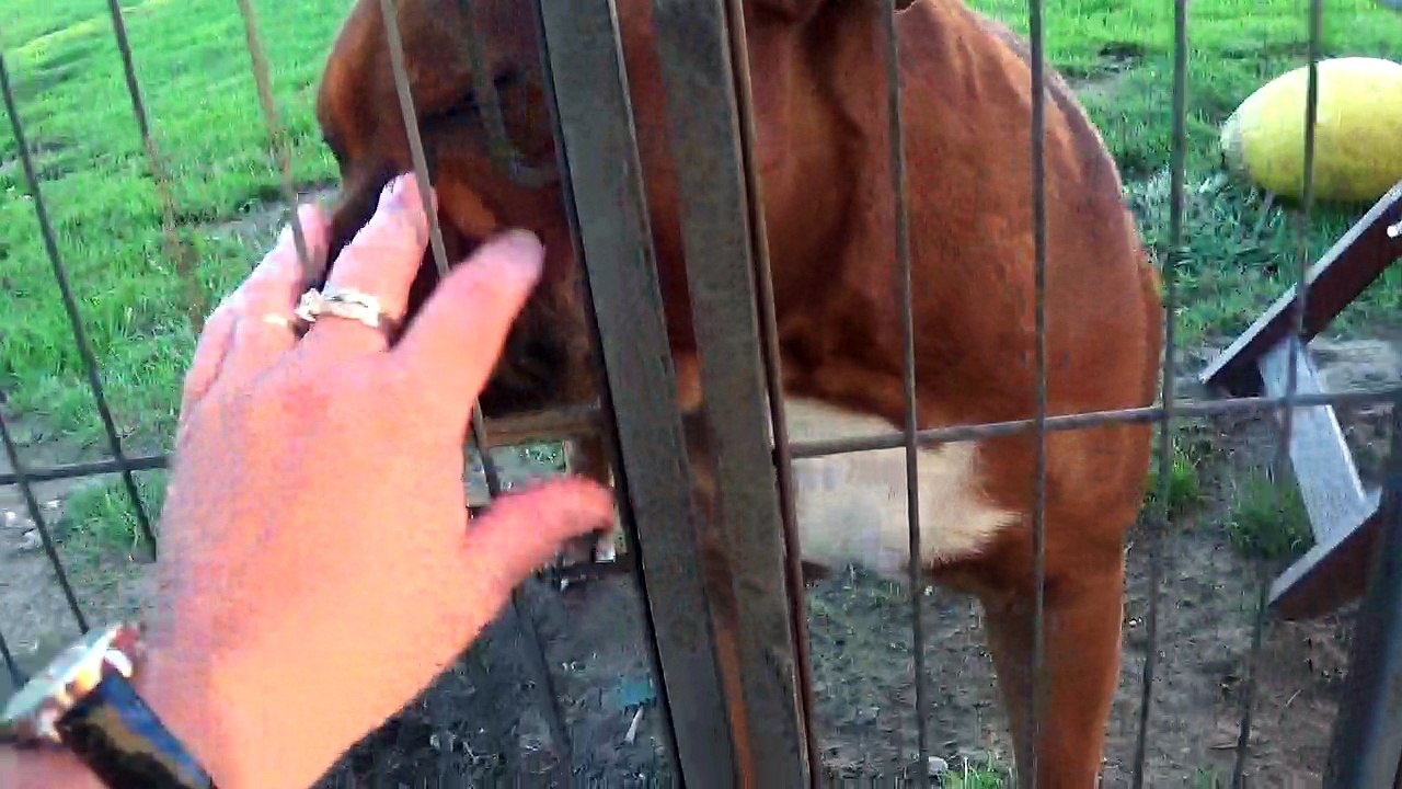 63ème Vidéo Les petits staffie de STAFFORDLAND