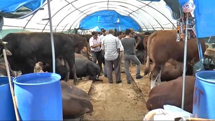 Kurban Pazarının Paşa'sı Araba Fiyatına Satıldı