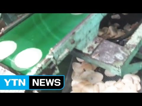 유통기한 지난 재료로 한과 생산 등 '위생불량' 업체 무더기 적발 / YTN