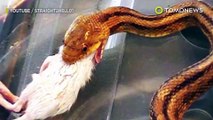 Viral video bocah tangkap ular dengan tangan kosong - TomoNews