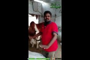 A Bull Ox in Karachi which Obey every Order of its Matster How watch Video