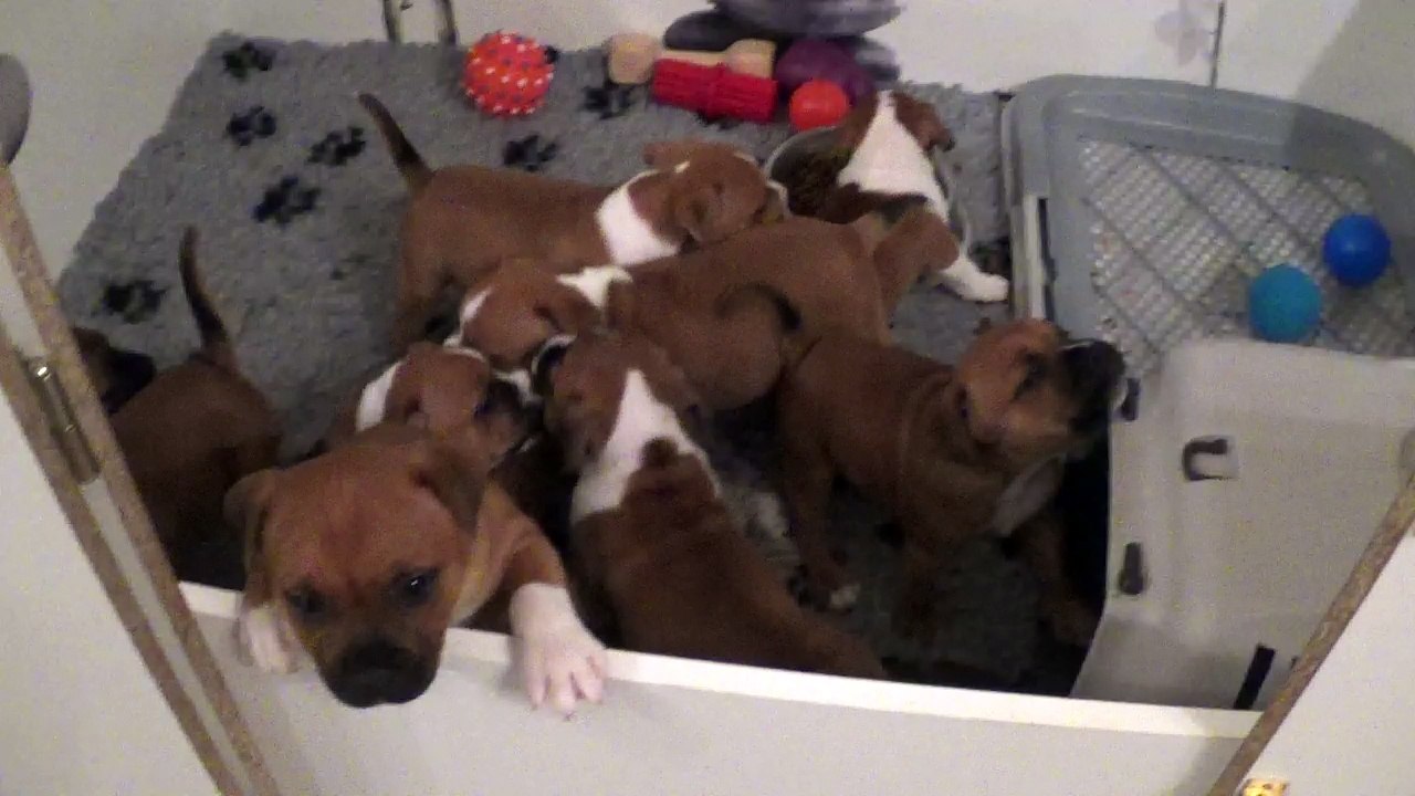 66ème Vidéo Les petits staffs de STAFFORDLAND