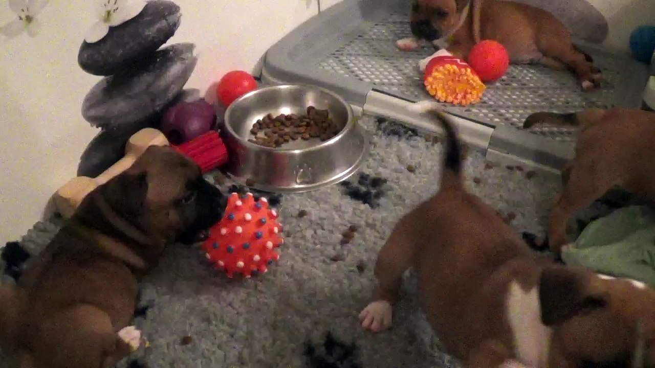 67ème Vidéo Les petits stafford de STAFFORDLAND