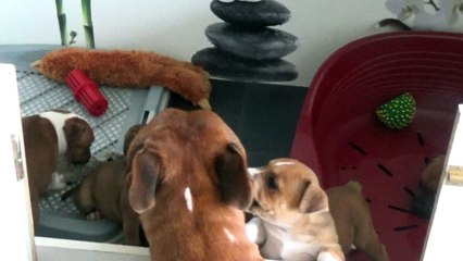 68ème Vidéo Les bruitages à STAFFORDLAND