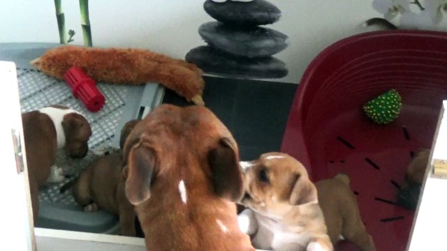 68ème Vidéo Les bruitages à STAFFORDLAND