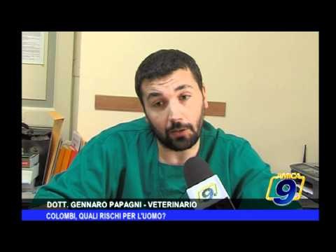 Colombi, quali rischi per l'uomo?