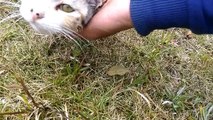 三毛猫が恐る恐るモフられに来てカワイイ