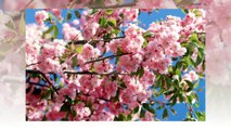 We introduce to you about the Sakura flower - One of the beautiful flower from Japan.