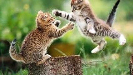 FANNY CATS VIDEO - FANNY CATS COMPILATIONS - FANNY VIDEO - Funny Animals Funny Pranks Funn