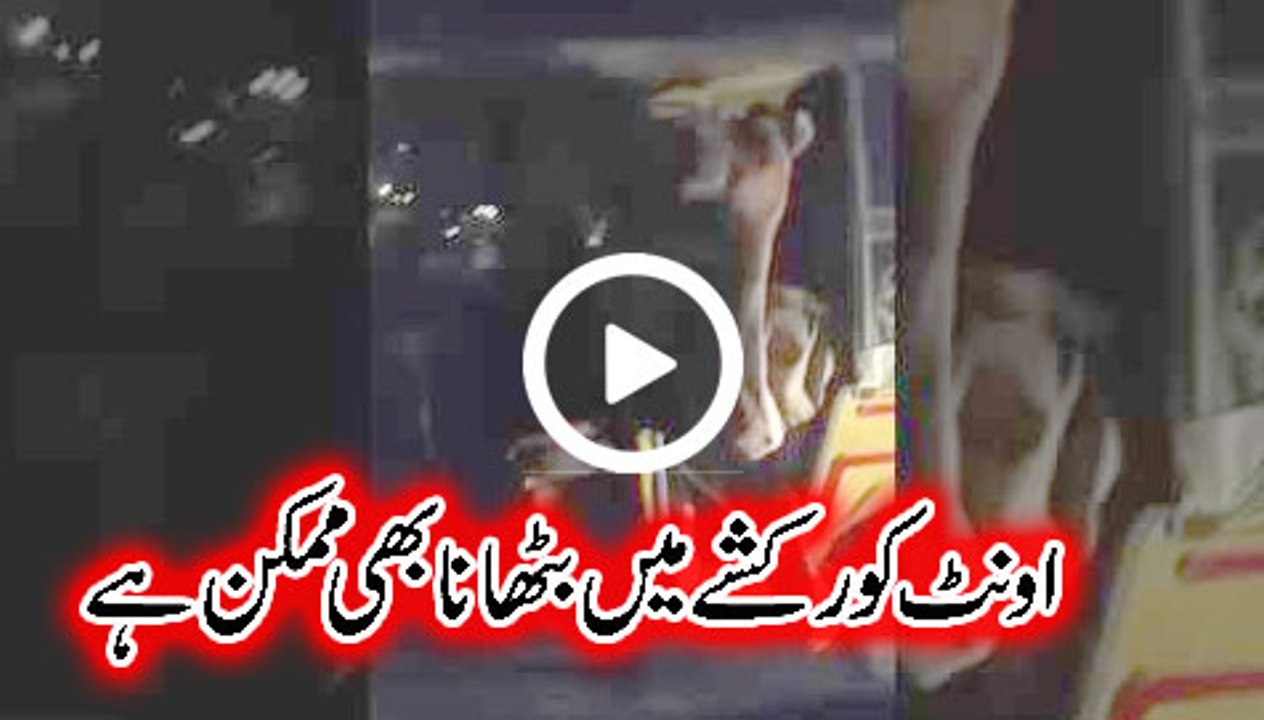 Camel in the rikshaw