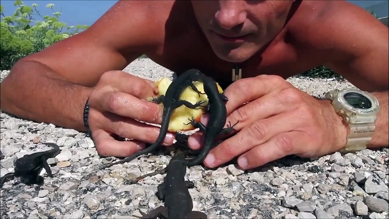 Il nourrit des lézards noire à la main avec un...