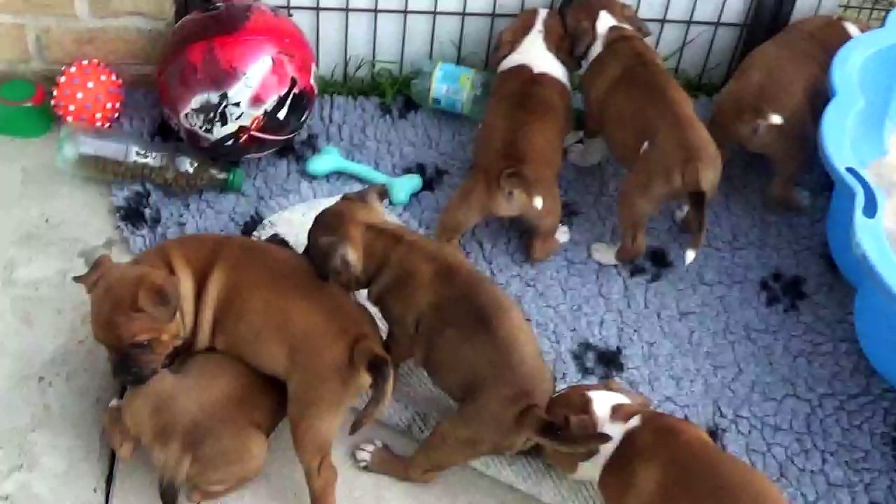 70ème Vidéo NEYKO de STAFFORDLAND
