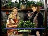 Cuidado para jardinería cómo adentro Consejos para Gardenias