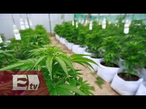 México abre la puerta a la mariguana medicinal/ Vianey Esquinca