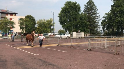 Les Cobs ont défilé au 169e concours agricole de Vire