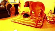 猫にベッドを奪われてしまった犬たちの切ないハプニング映像・・・#1