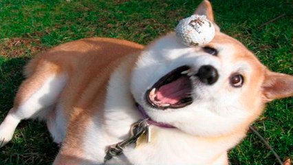 Dogs Who Fail At Being Dogs