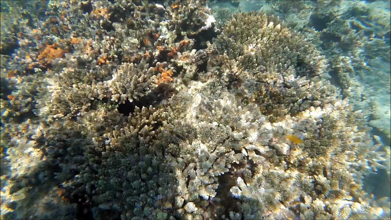 Karimunjawa 2017