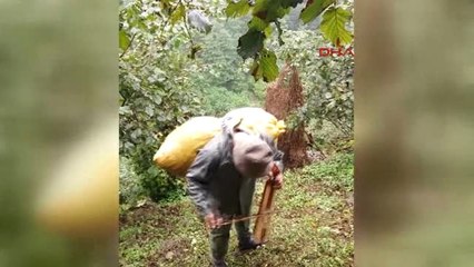 Giresun Fındık Fiyatlarına Türkülü Gönderme