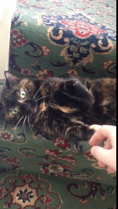 playing with my cat