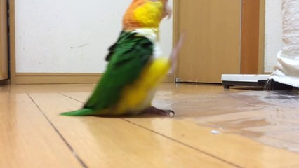 Un perroquet n'est pas content et le fait savoir