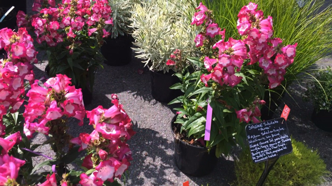 Plantes en folie