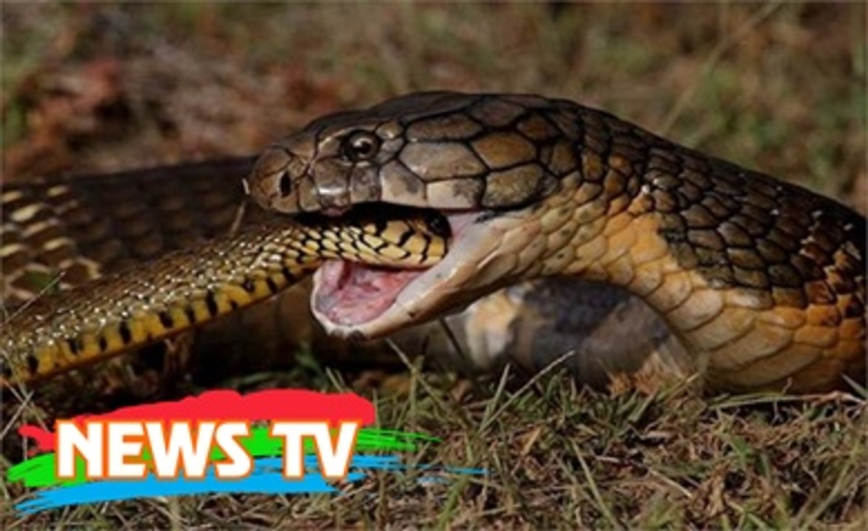 7 loài săn mồi ăn thịt rắn độc
