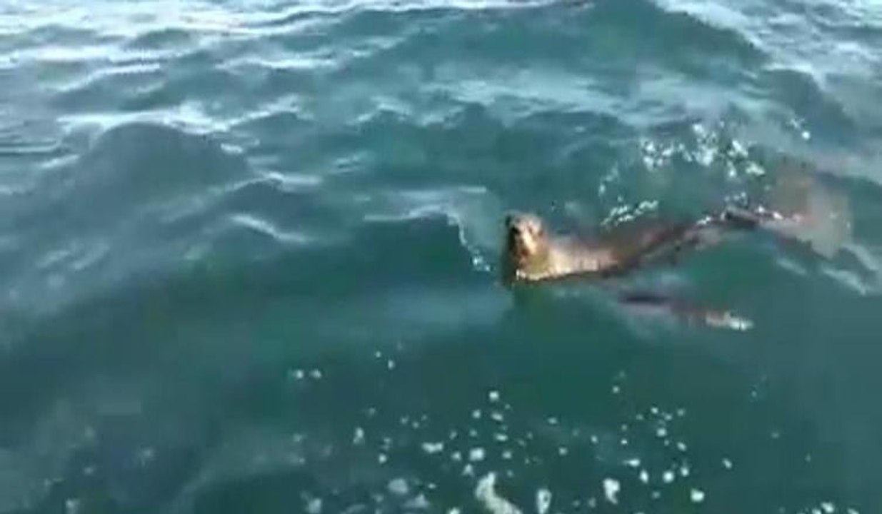 Fox balığı balıkçıyı uzun süre takip etti