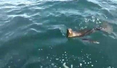 Fox balığı balıkçıyı uzun süre takip etti