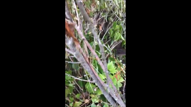 Do Not Give up on Plants that look dead