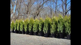 For Privacy...Buy 3ft Emerald greens    at Highland Hill Farm