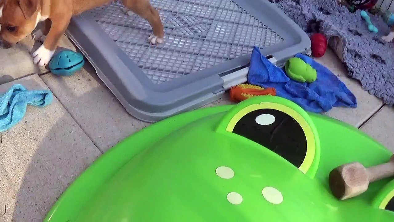 72ème Vidéo Le petit loulou de STAFFORDLAND