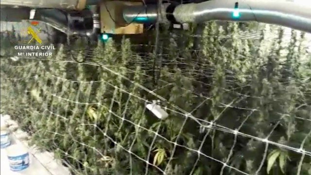 Desmantelada en Ibiza una plantación de marihuana con HILO MUSICAL para las plantas