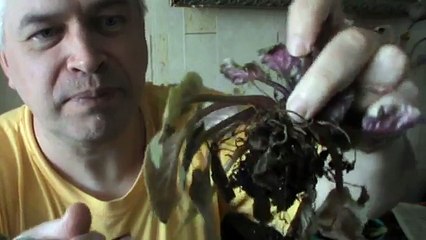 Видео про цветок фиалку, корни сгнили у фиалки