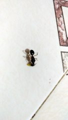 Ant eating sweet in ultra micro mode [ zoom  ]