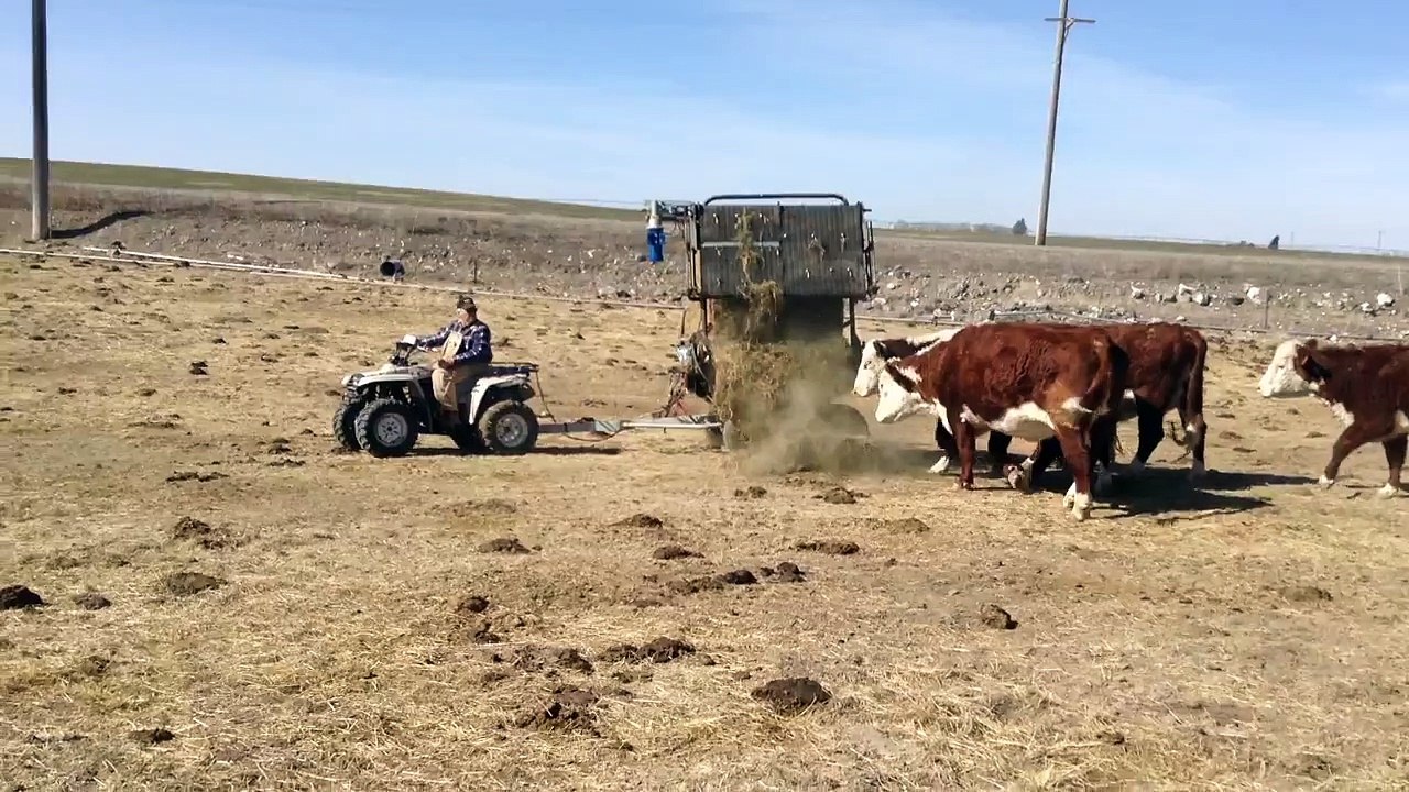 Hayvancılık yapanlar izlesin sizde yapabilirsiniz