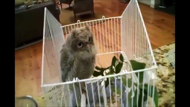 Owl - A Funny Owls And Cute Owls Compilation || NEW