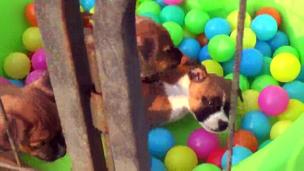 79ème Vidéo Les petits pétards de STAFFORDLAND