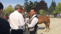 Concours départemental d'élevage du cheval breton