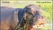 Amazing Hippo Attacks!!! Hippo vs Lion, Zebra, Wild Dogs, Buffalo, Crocodile, Car, Boat