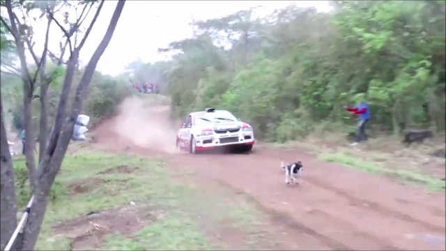 Regardez comment ce chien a faillit perdre la vie pendant un rallye... Quelle chance il a