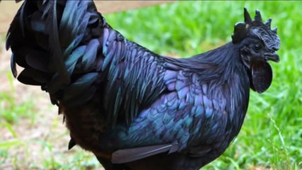 DÜNYANIN EN SIRADIŞI 15 TAVUK CİNSİ