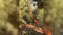 Manisa Spil Dağı'nda Orman Yangını