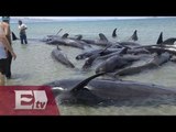 Mueren 24 ballenas varadas en Baja California / Paola Virrueta