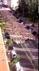 هل اشريت اضحية العيد ؟؟