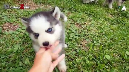 Husky Dogs And Puppies - A Funny Videos And Cute Videos Compilation 2016